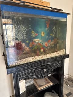 fishes |Goldfish |aquarium | fish tank | fish aquarium setup for sale