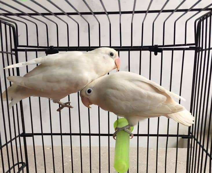 albino black eyes beautiful pair available 0