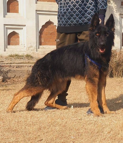 german shepherd tripple coat male available for sale 1