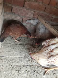 Aseel and misri hens for sale