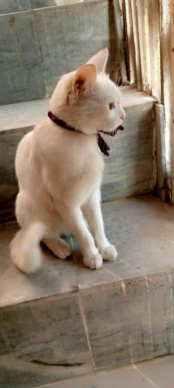 beautufill pet cat for sale 4