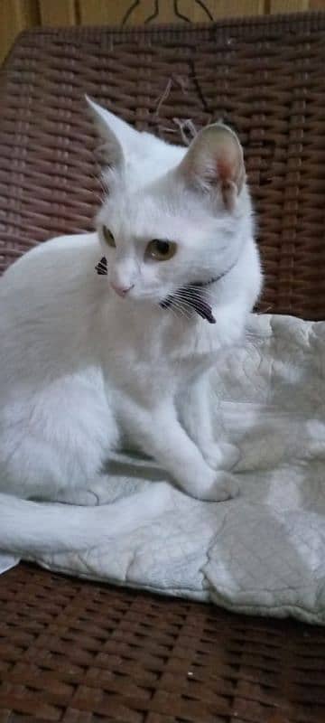 beautufill pet cat for sale 5