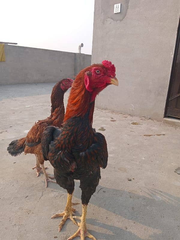 Aseel breeder pair high quality 2