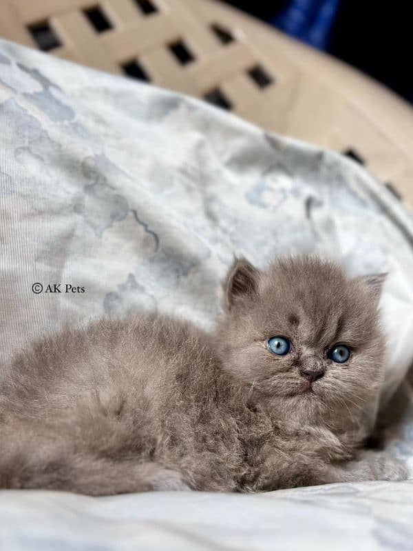 Persian kittens Available Whatsapp number 03251905001 1