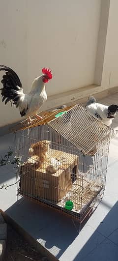 Fancy imported Sussex (England], Japanies Bantam, for sale