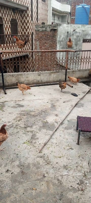 golden misri for sale 3