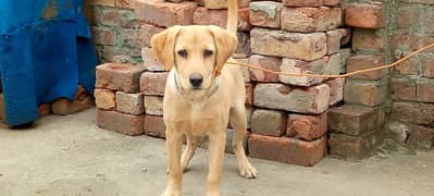 Labrador for sale