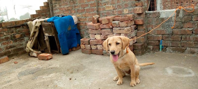 Labrador for sale 1