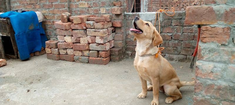 Labrador for sale 2