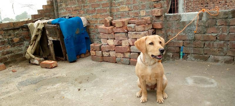 Labrador for sale 3