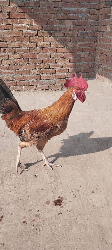 golden murgha for sale 0