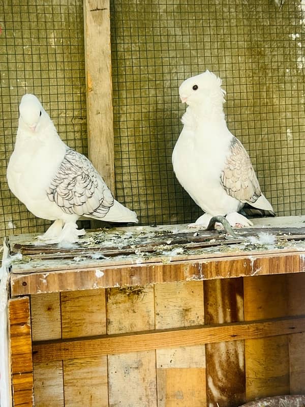 fancy pigeon german tie sentient kabootar mukhi black 0