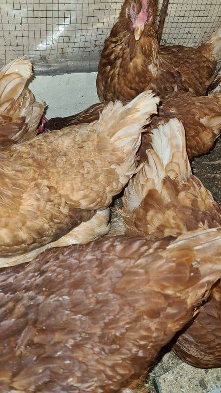 lohman brown | lohman | egss laying hens | egss | brown eggs 0