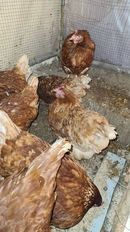 lohman brown | lohman | egss laying hens | egss | brown eggs 1