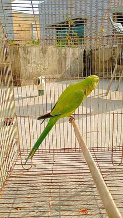 Green Ringneck female breeder