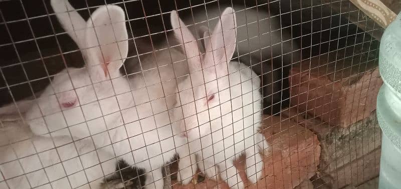 White Rabbits Red Eyes 1