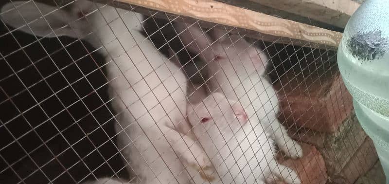 White Rabbits Red Eyes 2