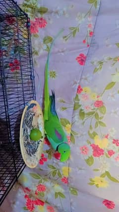 raw parrot for sale