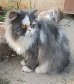 pershin and Himalayan cats avelabel