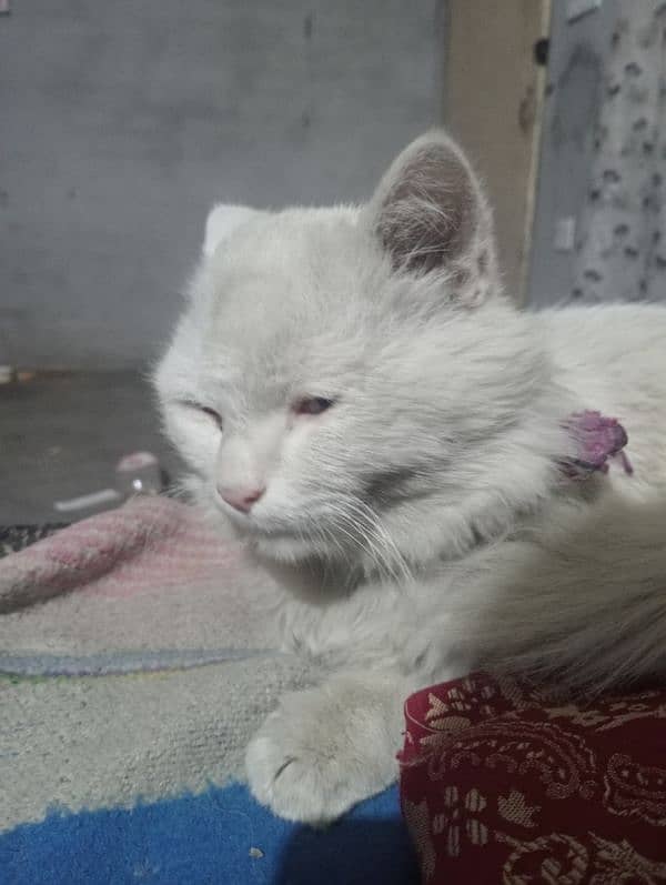 persian male cat 4