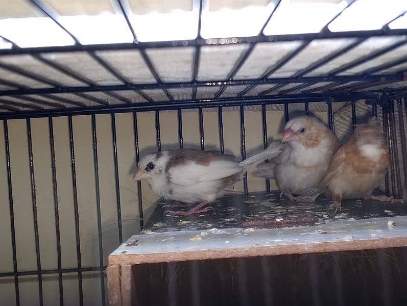 Banglies finch breeding 2 pair healthy and active 2