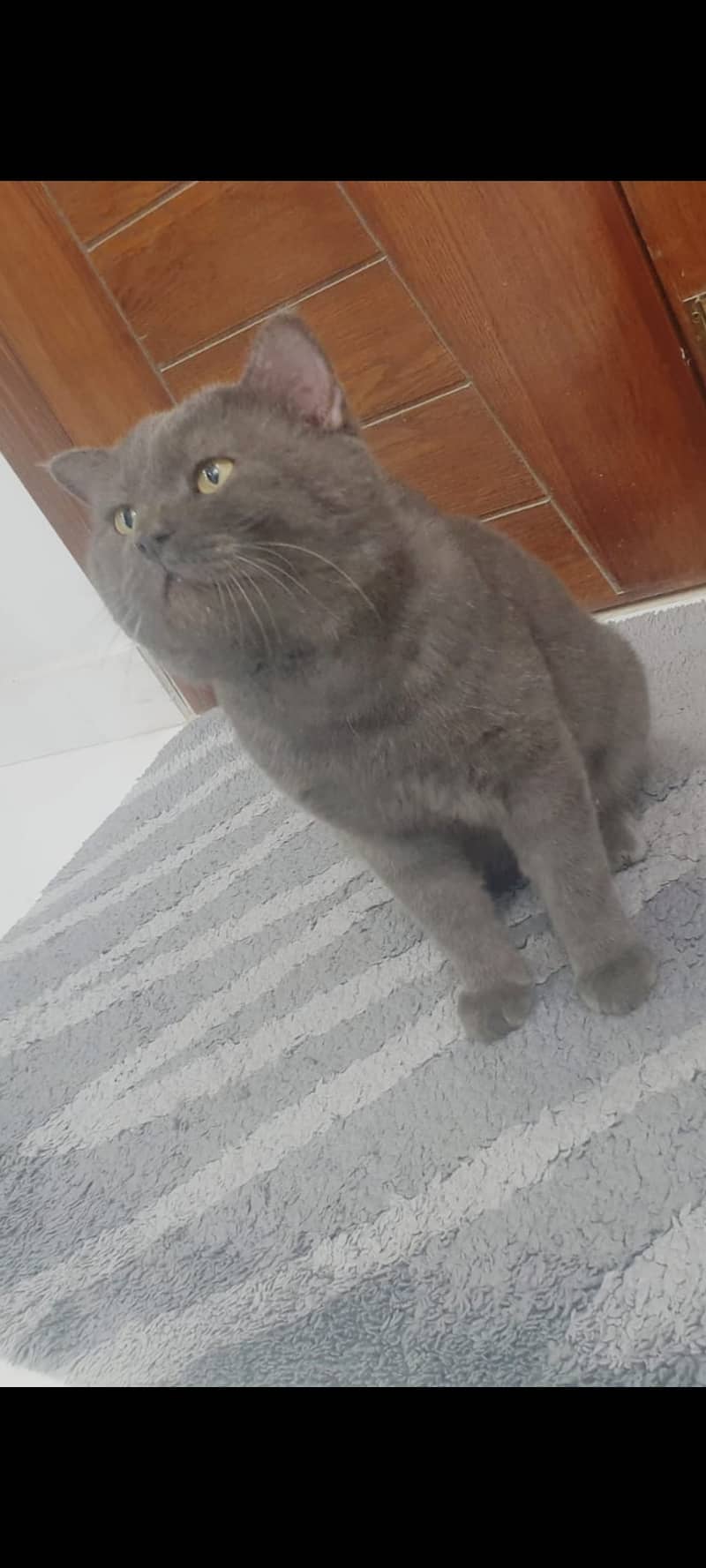 British shorthair 2