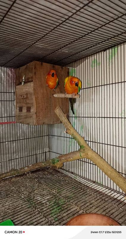 sun conure pair 03234586913 3