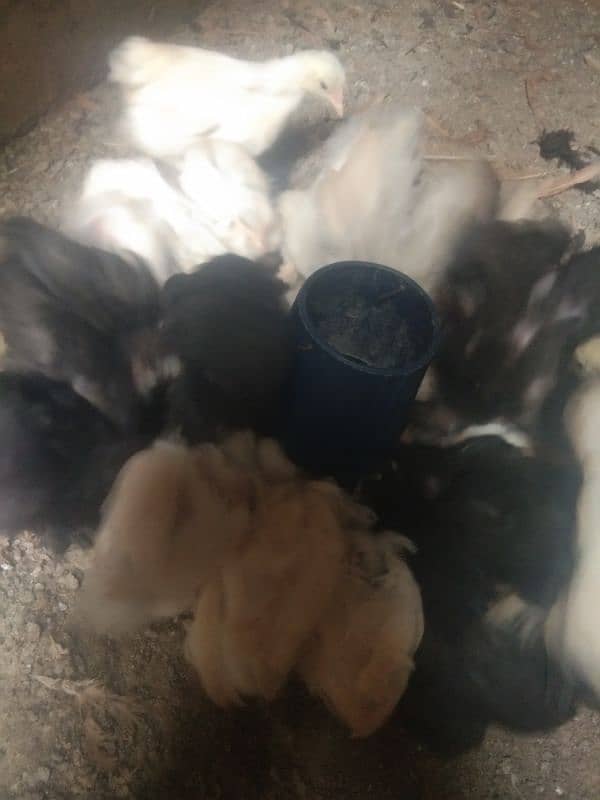 Bentum chick's for sale 0