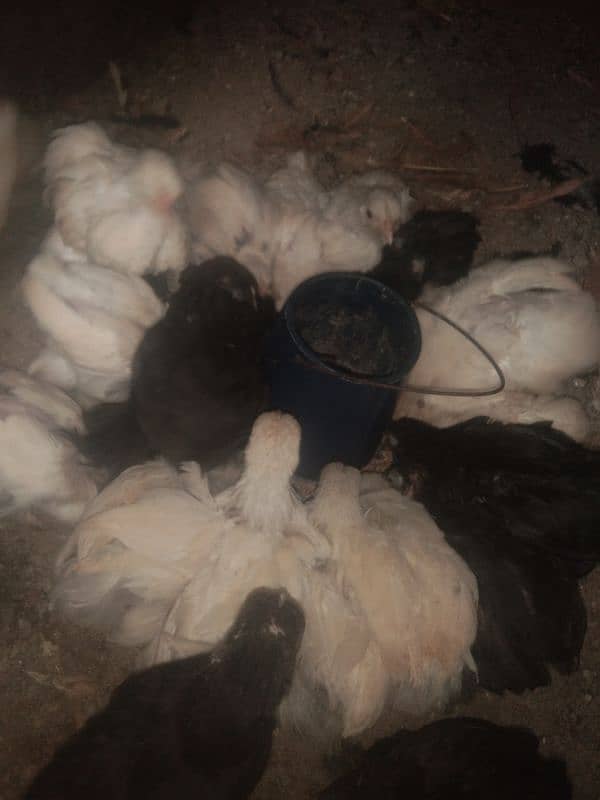 Bentum chick's for sale 1