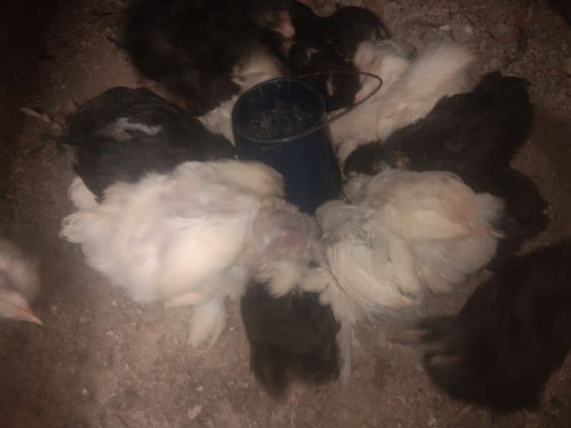 Bentum chick's for sale 3