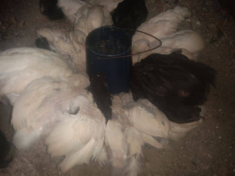 Bentum chick's for sale 4