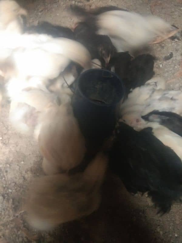 Bentum chick's for sale 5