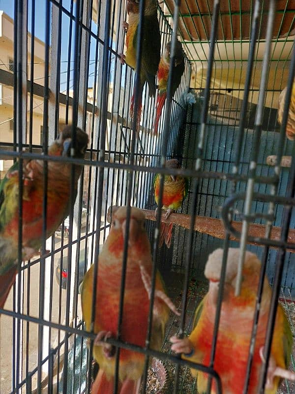 Pineapple Conures Pairs 1