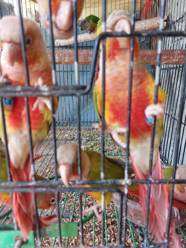 Pineapple Conures Pairs 2