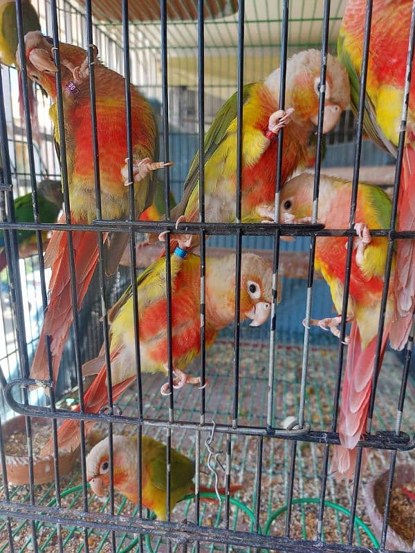 Pineapple Conures Pairs 3