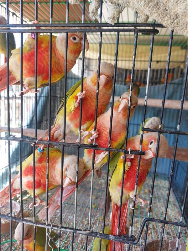 Pineapple Conures Pairs 4