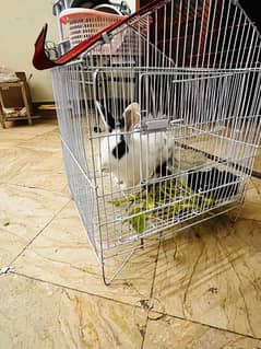 male rabbit with cage