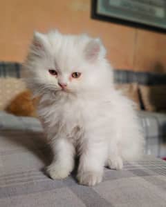 Persian Triple Coat Show Quality Kittens