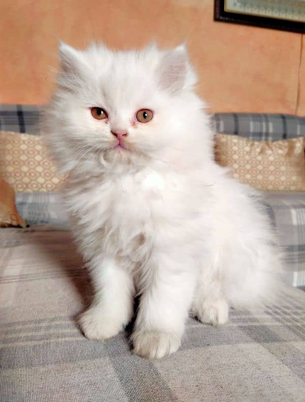 Persian Triple Coat Show Quality Kittens 1