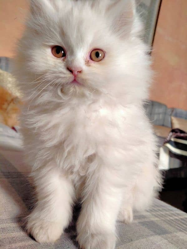 Persian Triple Coat Show Quality Kittens 2