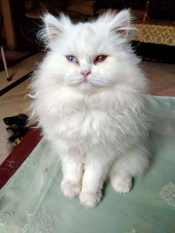 Persian Triple Coat Show Quality Kittens 3