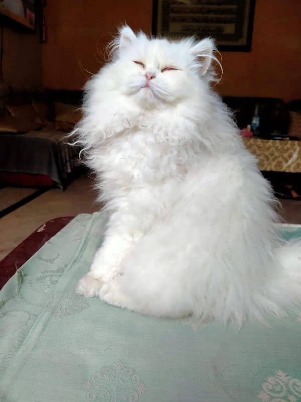 Persian Triple Coat Show Quality Kittens 4