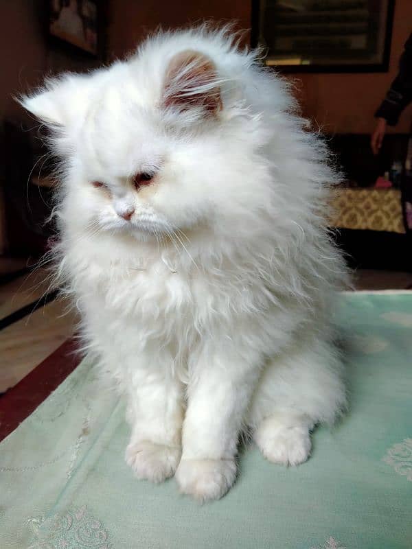 Persian Triple Coat Show Quality Kittens 5