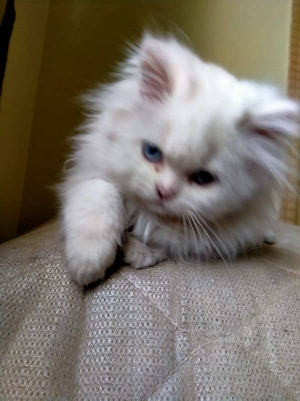 Persian Triple Coat Show Quality Kittens 7