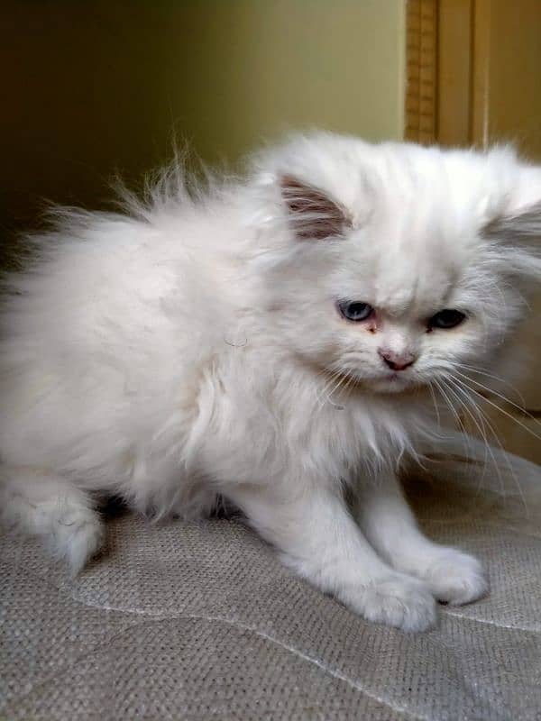 Persian Triple Coat Show Quality Kittens 8