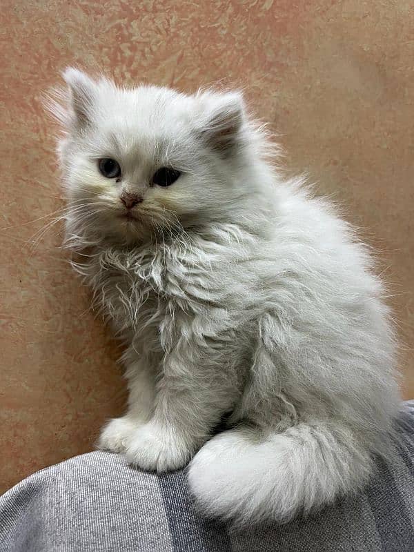 Persian Triple Coat Show Quality Kittens 10