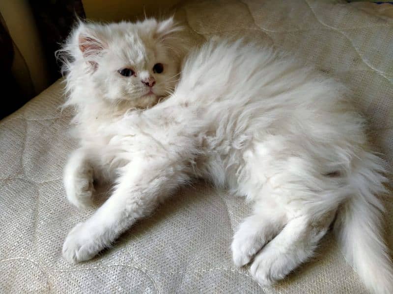 Persian Triple Coat Show Quality Kittens 12