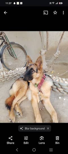 Non Pedigree Female German Shepherd Dog || Urgent Sale ||