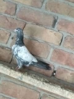 High fly pigeons for sale