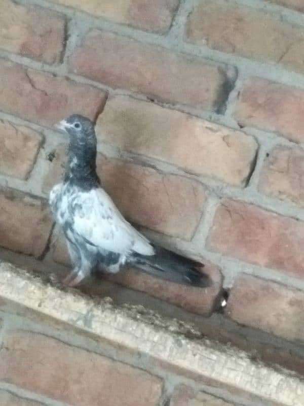 High fly pigeons for sale 0